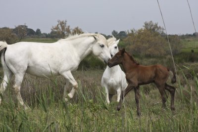 The famous white horses of the Camargue