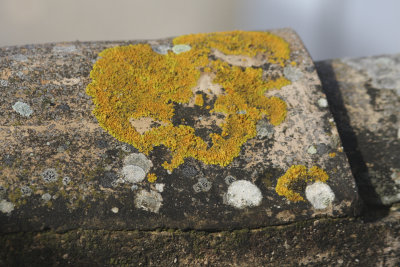 Lichen on the roof tiles...