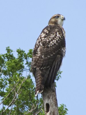 Immature red-tailed hawk