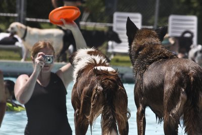 Doggie Splash Day (click to see more)
