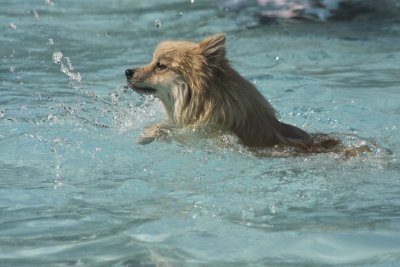 Doing the doggie paddle...