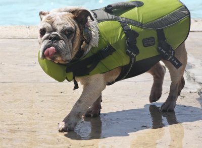 What the best-dressed pooch is wearing to the pool:  Outward Hound swim vest!