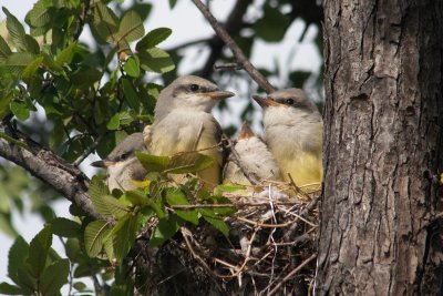 Four in a nest...