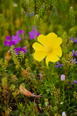 Yellow Primrose