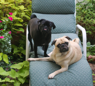 Barnum and Ms. Bailey in the garden...