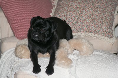 Ms. Bailey laying on Barnum's Mama Dog...