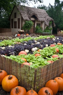 The pumpkin patch by the little thatched cottage...