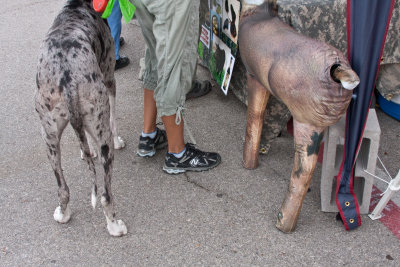 Evidently I missed the best shot when a dog came up and sniffed the inflatable two-legged deer's butt!