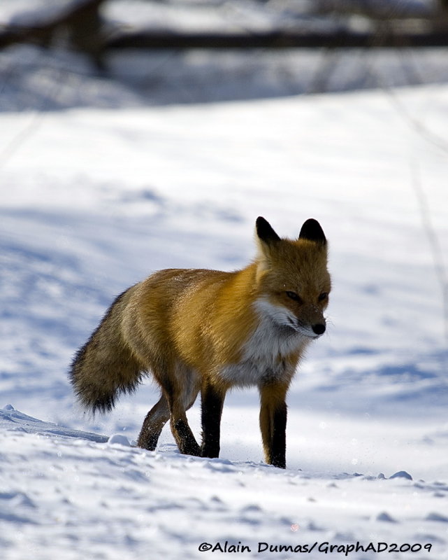 Renard Roux - Red Fox 006