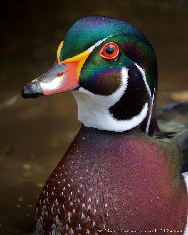 Canard Branchu Mle - Male Wood Duck