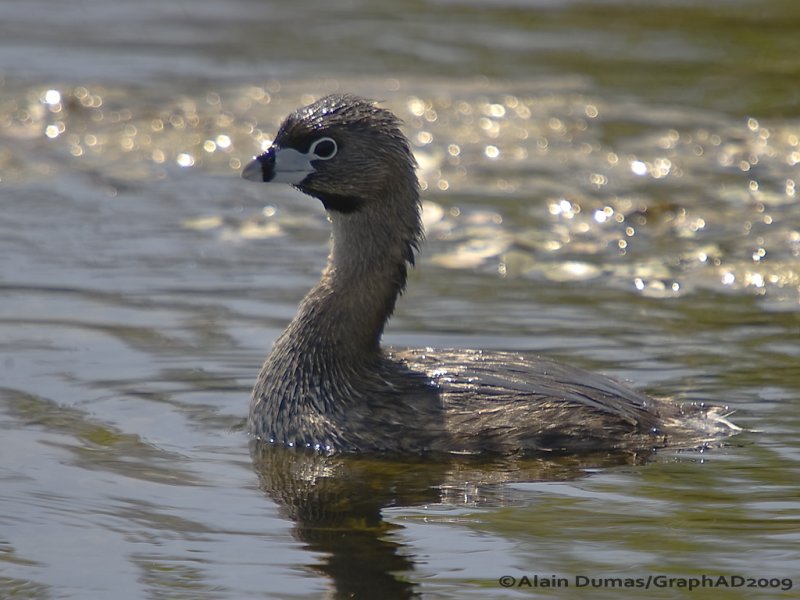 Grbe  bec Bigarr - Pied Billed Grebe