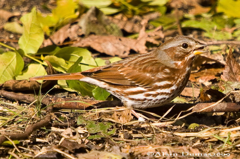 Bruant Fauve - Fox Sparrow