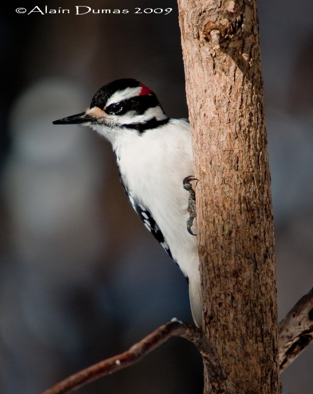 Pic Chevelu - Hariy Woodpecker