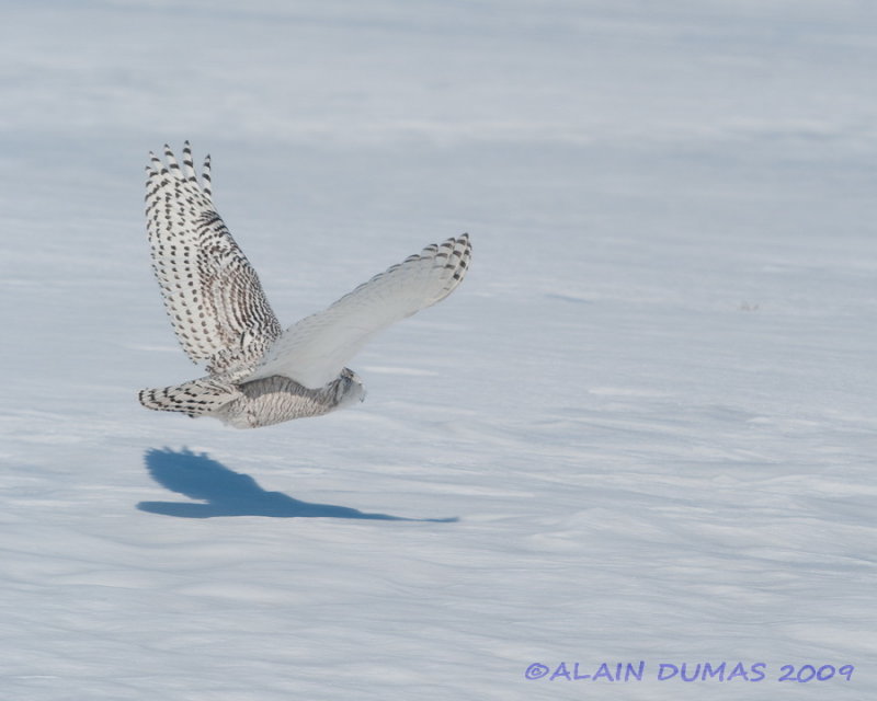 Harfang des Neiges - Snowy Owl 003