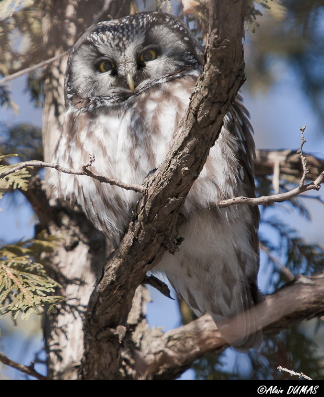 Chouette de Tengmalm - Boreal Owl