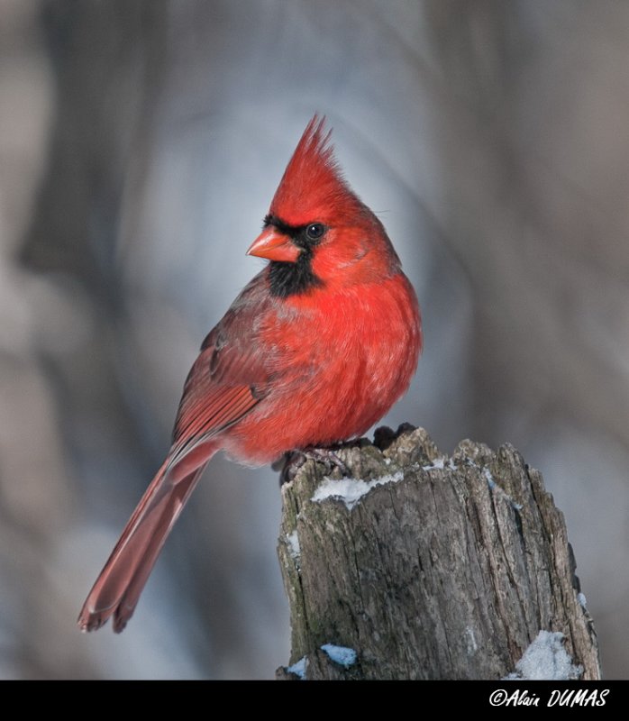 Cardinal Rouge Mle - Male Red Cardinal