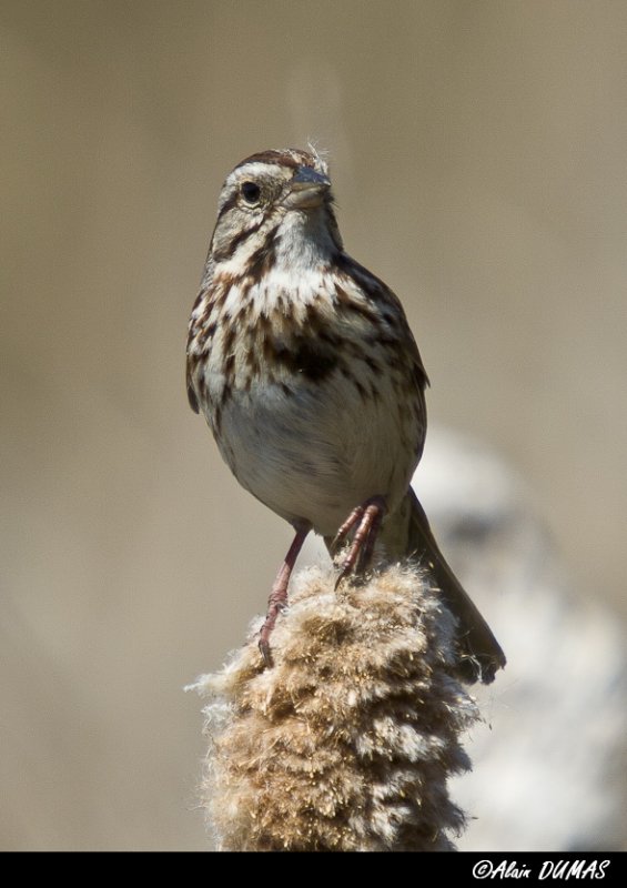 Bruant Chanteur - Song Sparrow