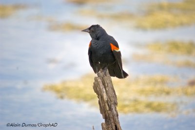 Carouge - Red Winged Blackbird