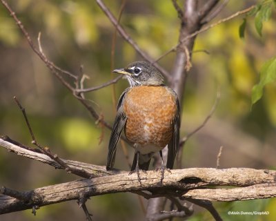 Merle d'Amrique Mle - Male American Robin