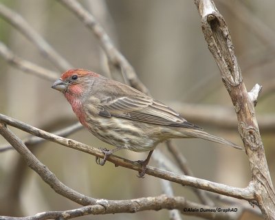 Roselin Familier - House Finch