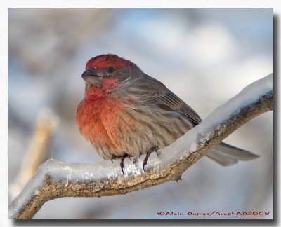 Roselin Familier - House Finch