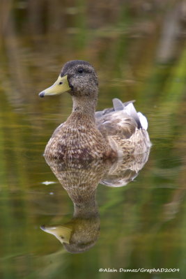Canard Colvert - Mallard Duck