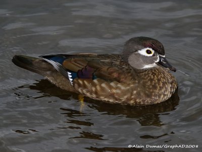 Canard Branchu Femelle - Female Wood Duck