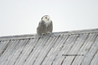 Harfang des Neiges - Snowy Owl 001