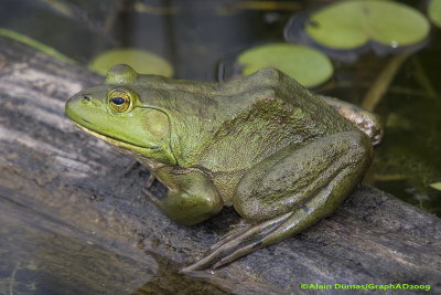 Ouaouaron - American Bullfrog