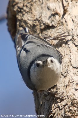 Sitelle  poitrine Blanche Femelle - Female White Breasted Nuthatch