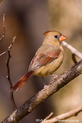 Cardinal Rouge Femelle - Female Northern Cardinal