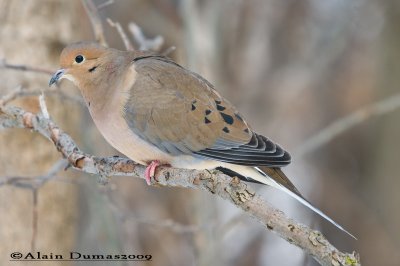 Tourterelles et Pigeons - Doves and Pigeons