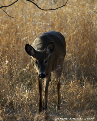 Chevreuils - Deers