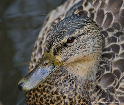 Canard Colvert Femelle - Female Mallard Duck