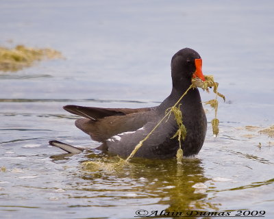 Poule deau - Common Moorhen