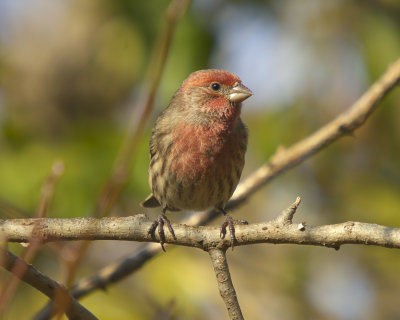 Roselin Familier - House Finch