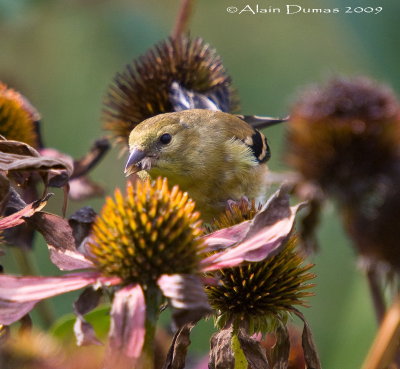 Chardonneret Jaune - American Goldfinch