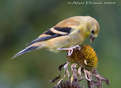 Chardonneret Jaune - American Goldfinch