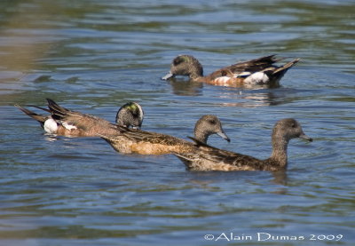 Canards dAmrique - American Wigeons