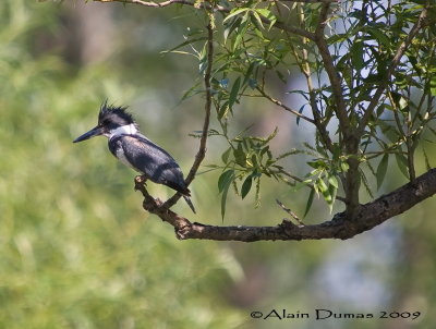 Martin-pcheur - Belted Kingfisher