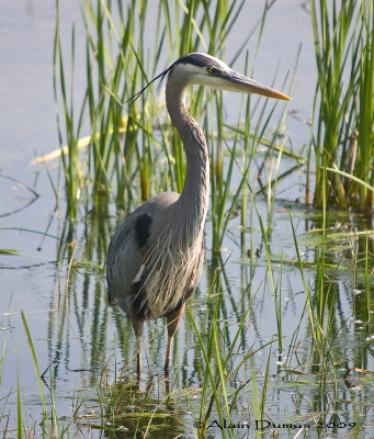 Grand Hron - Great Blue Heron - 016