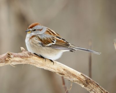 Bruant Hudsonnien - American Tree Sparrow