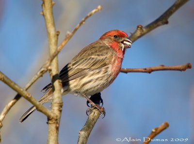 Roselin Familier - House Finch