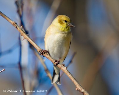 Chardonneret Jaune - American Goldfinch