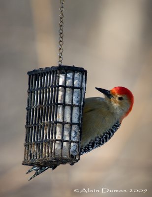 Pic  ventre roux Mle - Male Red-Bellied Woodpecker - 005