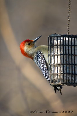 Pic  ventre roux Mle - Male Red-Bellied Woodpecker - 007