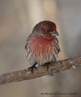 Roselin Familier - House Finch