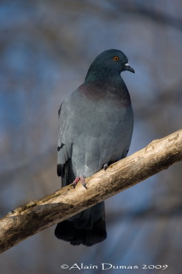 Pigeon Biset - Rock Dove