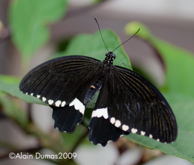 Papilio Polytes 001