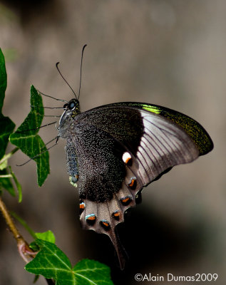 Papilio Papinurus 001